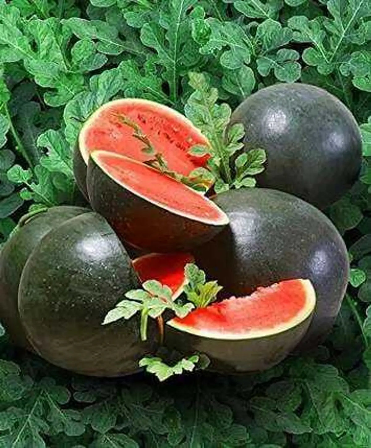 Watermelon Red Gray Seeds: Grow Your Own Delicious Fruit - Evergrowseeds