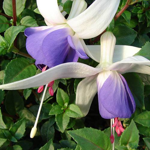 Blue Fuchsia Flower seeds for Planting Vibrant Colors, Heirloom & GMO Free Seeds for Home Garden vegetable and garden seeds