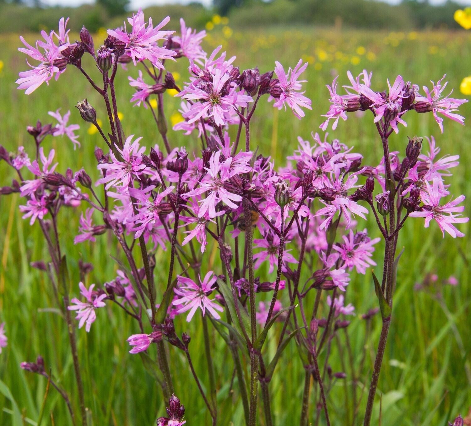 Violet Lychnis Flower seeds for Planting Hardy Variety, Heirloom & GMO Free Seeds for Home Garden vegetable and garden seeds