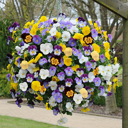 Pansy Trailing Flower seeds for Planting Bright Blooms Heirloom & GMO Free Seeds for Home Garden