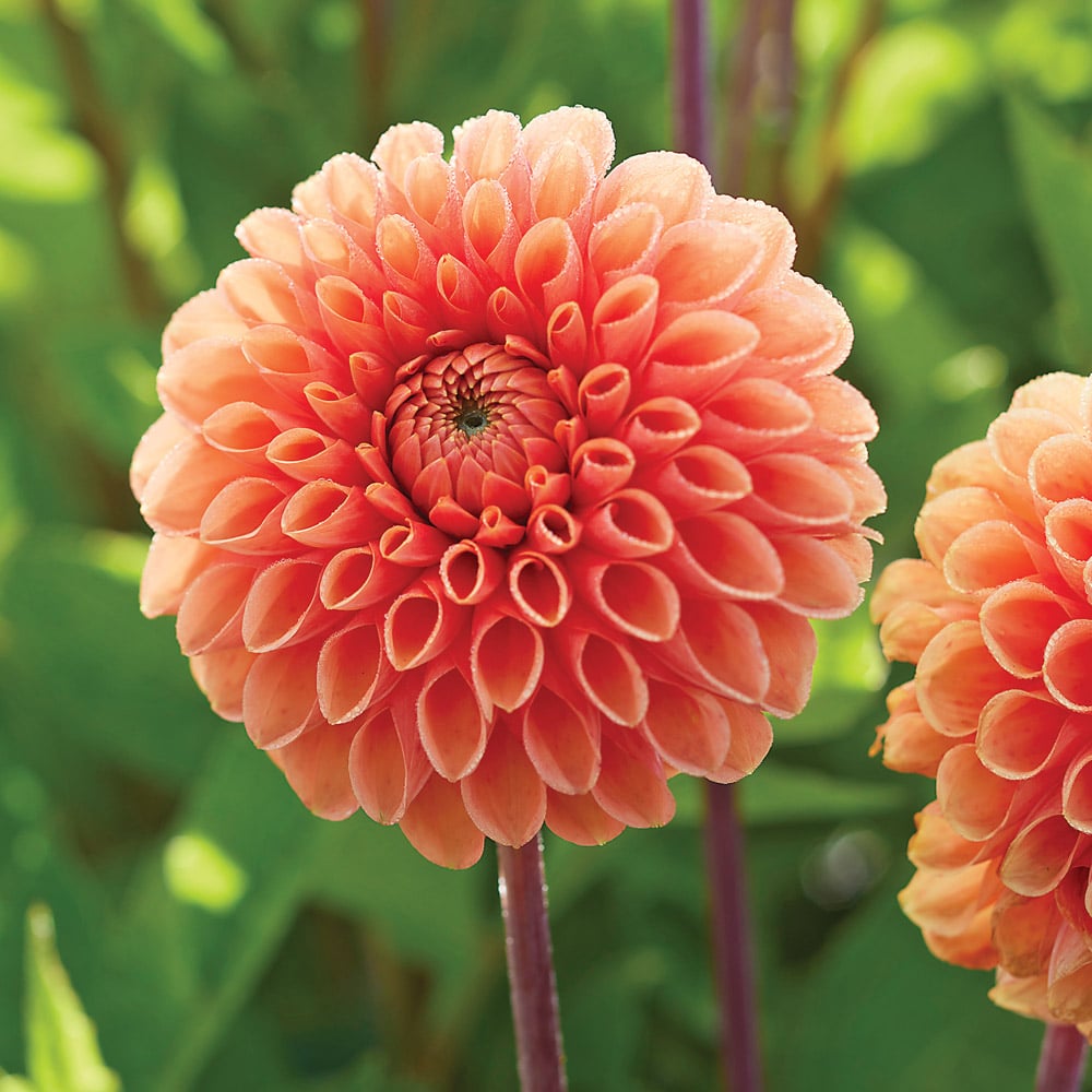 Orange Dahlia Flower Seeds for Planting