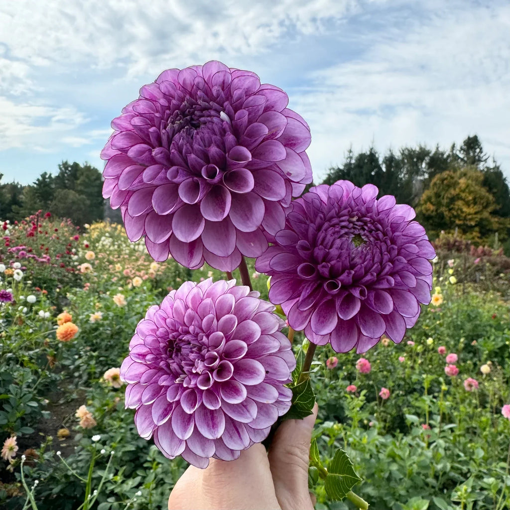 Purple Astrantia Masterwort Flower seeds for Planting Perfect for Borders, Heirloom & GMO Free Seeds for Home Garden seeds for planting