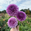 Purple Astrantia Masterwort Flower seeds for Planting Perfect for Borders, Heirloom & GMO Free Seeds for Home Garden seeds for planting
