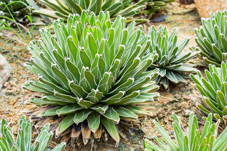 High quality Agave Victoriae Flower seeds for Planting Compact Growth Heirloom & GMO Free Seeds for Home Garden seeds pack