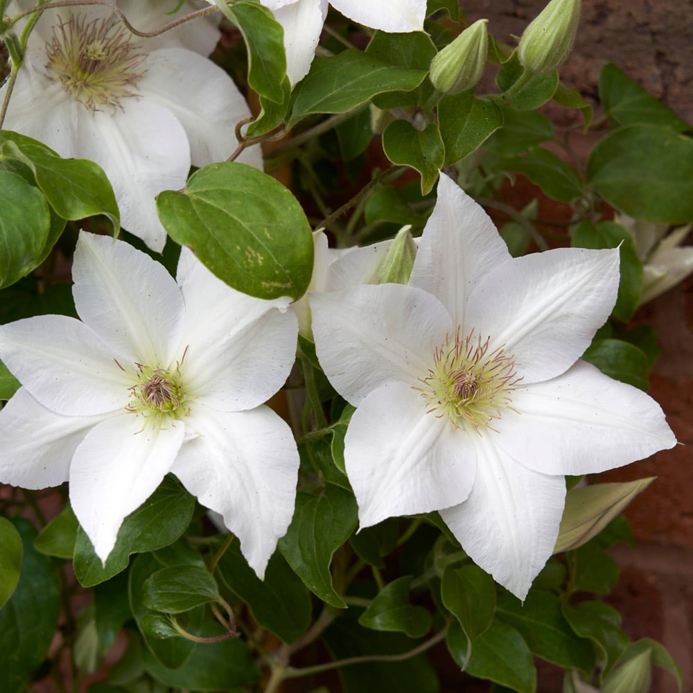 Premium Clematis Flower seeds for Planting Seasonal Bloomer, Heirloom & GMO Free Seeds for Home Garden seeds