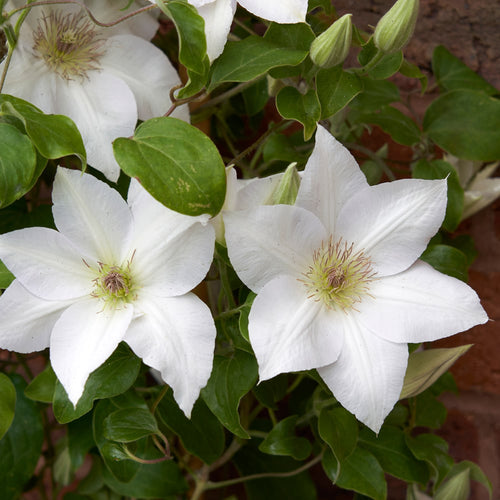Premium Clematis Flower seeds for Planting Seasonal Bloomer, Heirloom & GMO Free Seeds for Home Garden seeds