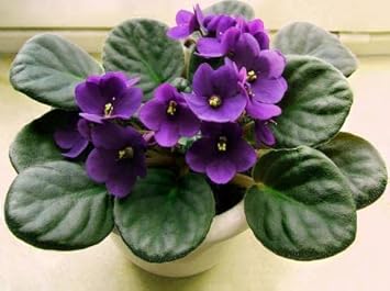 African Violet Flower seeds for Planting Easy to Grow, Heirloom & GMO Free Seeds for Home Garden seeds for planting