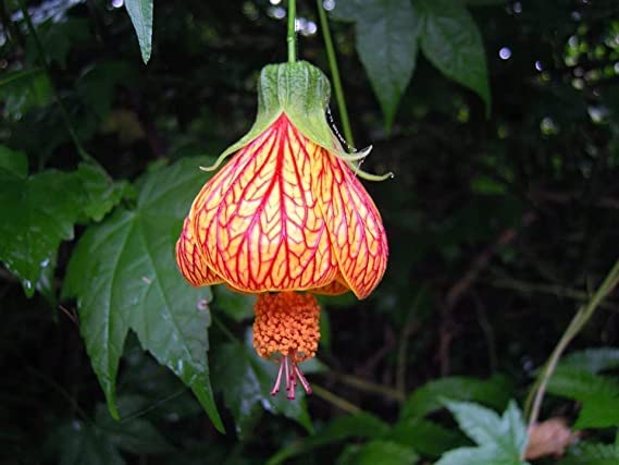 High quality Yellow Red Abutilon Flower seeds for Planting Low Maintenance, Heirloom & GMO Free Seeds for Home Garden seeds pack