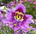 Purple Schizanthus Flower seeds for Planting Drought Tolerant, Heirloom & GMO Free Seeds for Home Garden seeds for planting