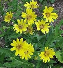 Yellow Meadow Arnica Flower seeds for Planting - Drought Tolerant, Heirloom & GMO Free Seeds for Home Garden
 
 Sale seeds for home garden