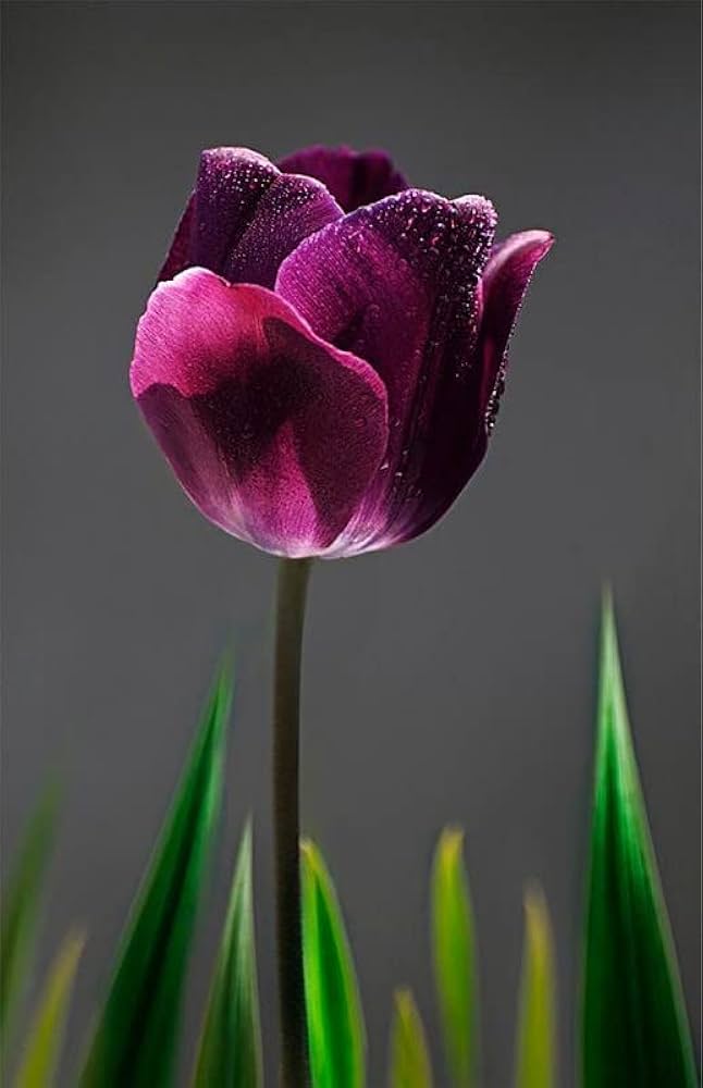 Premium Violet Tulip Flower seeds for Planting Wildflower Mix, Heirloom & GMO Free Seeds for Home Garden seeds
