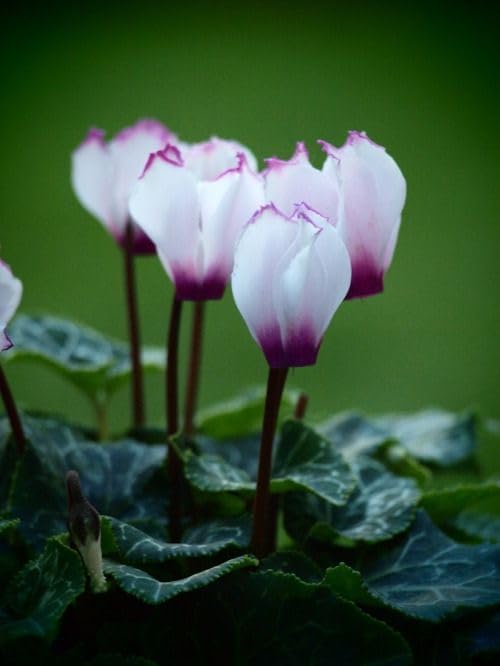 Lavender Cyclamen Flower seeds for Planting Fragrant Blossoms, Heirloom & GMO Free Seeds for Home Garden vegetable and garden seeds