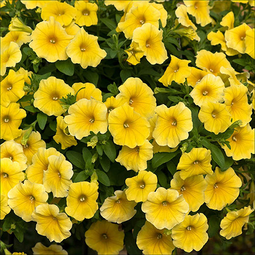 Blue Lime Green Petunia Flower seeds for Planting Low Maintenance, Heirloom & GMO Free Seeds for Home Garden vegetable and garden seeds