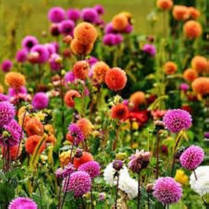 Perennial Flower seeds for Planting Seasonal Bloomer Heirloom & GMO Free Seeds for Home Garden