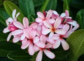 Light Pink Frangipani Flower seeds for Planting Cut Flower Favorite, Heirloom & GMO Free Seeds for Home Garden seeds for planting