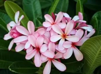 Light Pink Frangipani Flower seeds for Planting Cut Flower Favorite, Heirloom & GMO Free Seeds for Home Garden seeds for planting