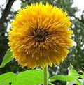 Yellow Bear SunFlower seeds for Planting Fragrant Blossoms, Heirloom & GMO Free Seeds for Home Garden seeds for planting