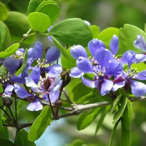 Blue Lignum Vitae Flower seeds for Planting Premium Quality, Heirloom & GMO Free Seeds for Home Garden seeds for planting