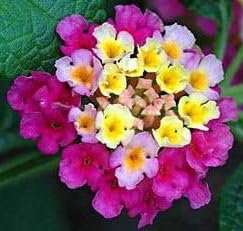 Feston Purple Yellow Rose Flower seeds for Planting Wildflower Mix, Heirloom & GMO Free Seeds for Home Garden seeds for planting