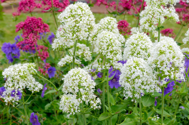 Centranthus Ruber Albus Flower seeds for Planting Seasonal Bloomer Heirloom & GMO Free Seeds for Home Garden