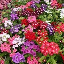 Verbena Dwarf Mix Flower seeds for Planting - Pollinator Friendly, Heirloom & GMO Free Seeds for Home Garden
 
 Sale seeds for home garden