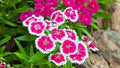 Pink White Dianthus Flower seeds for Planting Hardy Variety, Heirloom & GMO Free Seeds for Home Garden seeds for planting