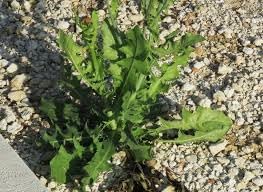 Premium Italian Dandelion Seeds For Planting | Bitter Greens Your Garden Plant Seeds