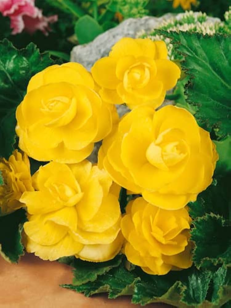 Premium Light Yellow Begonia Flower seeds for Planting Drought Tolerant, Heirloom & GMO Free Seeds for Home Garden seeds