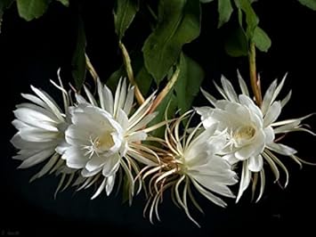 Premium White Epiphyllum Oxypetalum Flower seeds for Planting Wildflower Mix Heirloom & GMO Free Seeds for Home Garden seeds