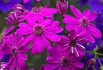 Premium Purple Florists Cineraria Flower seeds for Planting Low Maintenance, Heirloom & GMO Free Seeds for Home Garden seeds