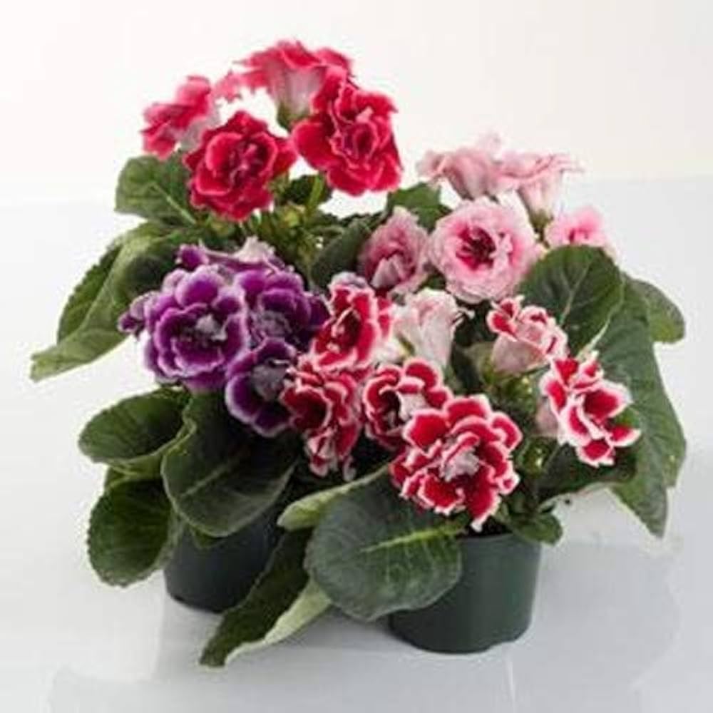 Premium Multi Color Gloxinia Flower seeds for Planting Cut Flower Favorite, Heirloom & GMO Free Seeds for Home Garden seeds