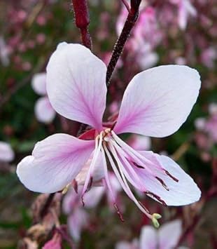 Pink Whirling Flower seeds for Planting Garden Favorite, Heirloom & GMO Free Seeds for Home Garden seeds for planting