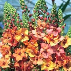 Mixed Phoeniceum Flower seeds for Planting Garden Favorite, Heirloom & GMO Free Seeds for Home Garden seeds for planting