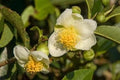 White Camellia Sinensis Flower seeds for Planting Long Bloom Season, Heirloom & GMO Free Seeds for Home Garden seeds for planting