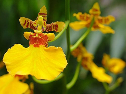 Premium Butterfly Orchids Yellow Brown Flower seeds for Planting Cottage Garden Essential, Heirloom & GMO Free Seeds for Home Garden seeds
