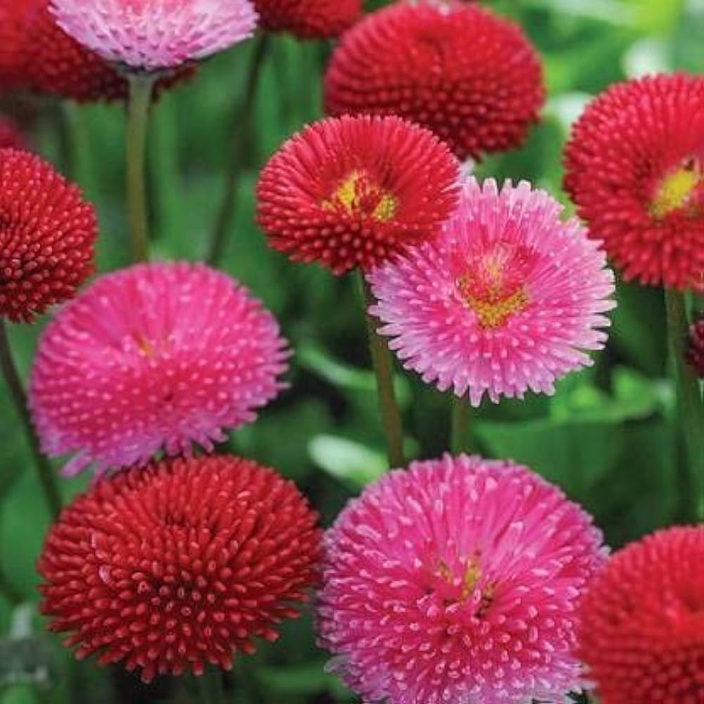 High quality Red Bellis Flower seeds for Planting Bright Blooms, Heirloom & GMO Free Seeds for Home Garden seeds pack