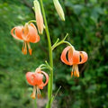 Lilium Martagon Flower seeds for Planting Fragrant Blossoms, Heirloom & GMO Free Seeds for Home Garden seeds for planting