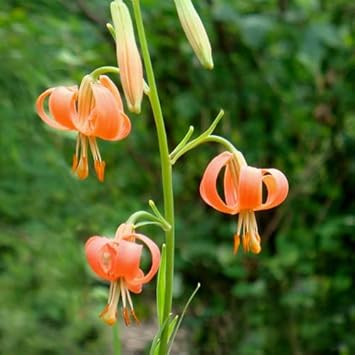 Lilium Martagon Flower seeds for Planting Fragrant Blossoms, Heirloom & GMO Free Seeds for Home Garden seeds for planting