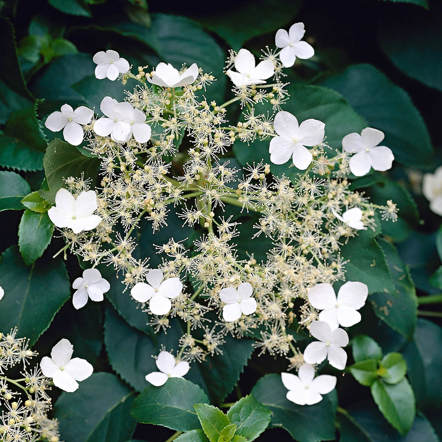 Hydrangea Anomala Flower seeds for Planting Long Bloom Season Heirloom & GMO Free Seeds for Home Garden