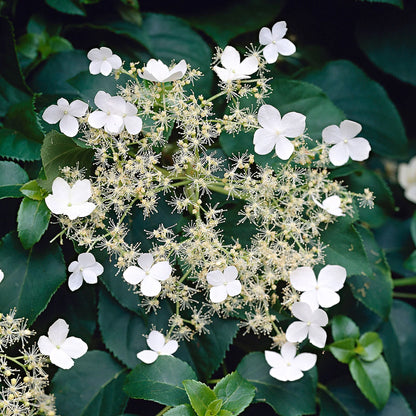 Hydrangea Anomala Flower seeds for Planting Long Bloom Season Heirloom & GMO Free Seeds for Home Garden