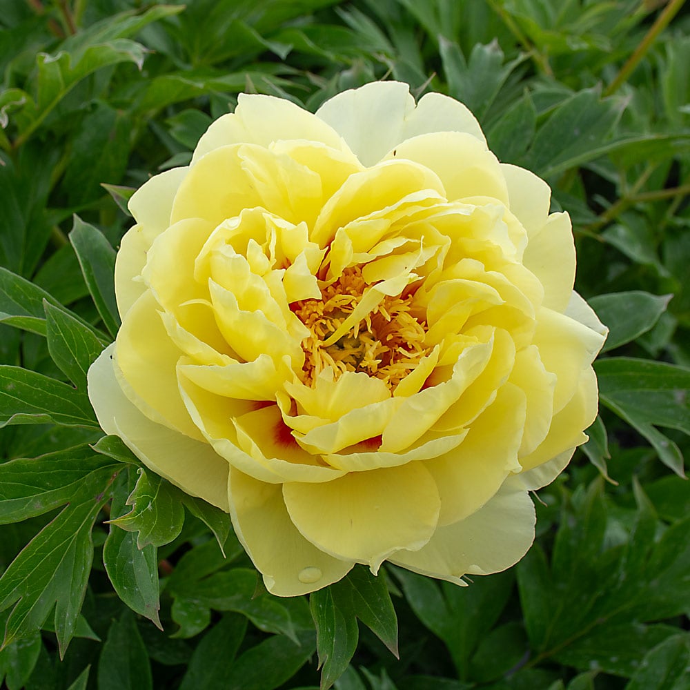 Paeonia Flower seeds for Planting Seasonal Bloomer, Heirloom & GMO Free Seeds for Home Garden seeds for planting
