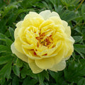 Paeonia Flower seeds for Planting Seasonal Bloomer, Heirloom & GMO Free Seeds for Home Garden seeds for planting