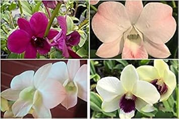 High quality Multi Colored Dendrobium Flower seeds for Planting Low Maintenance, Heirloom & GMO Free Seeds for Home Garden seeds pack