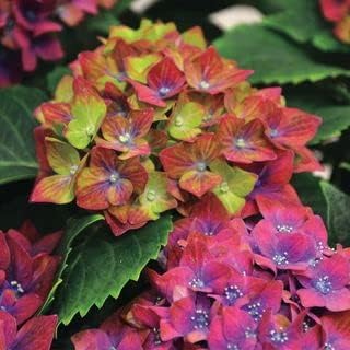 Green & Red Hydrangea Flower seeds for Planting Easy to Grow, Heirloom & GMO Free Seeds for Home Garden seeds for planting
