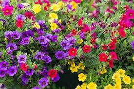 Calibrachoa Flower seeds for Planting Cut Flower Favorite Heirloom & GMO Free Seeds for Home Garden 
 
 Sale for planting in home garden