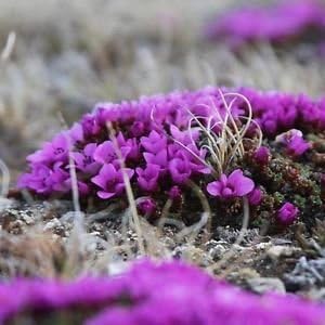 Premium Purple Saxifraga Arendsii Flower seeds for Planting Compact Growth, Heirloom & GMO Free Seeds for Home Garden seeds