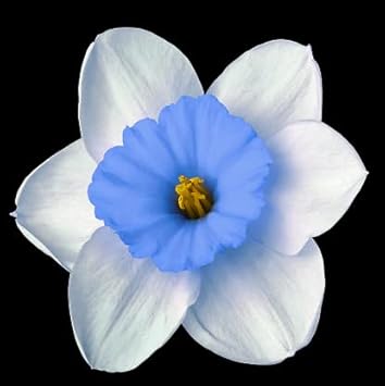 Blue White Daffodils Flower seeds for Planting Colorful Display, Heirloom & GMO Free Seeds for Home Garden seeds for planting