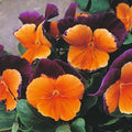 Orange Violet Pansy Flower seeds for Planting Compact Growth, Heirloom & GMO Free Seeds for Home Garden seeds for planting