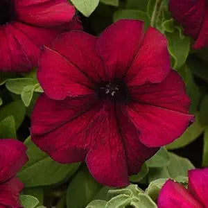 Petunia Supercascade Red Flower seeds for Planting - Wildflower Mix, Heirloom & GMO Free Seeds for Home Garden
 
 Sale seeds for home garden