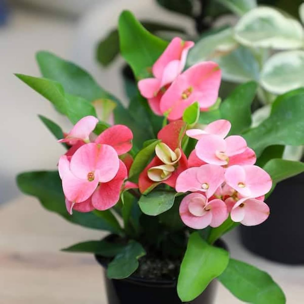Light Pink Euphorbia Milii Flower seeds for Planting Perfect for Borders, Heirloom & GMO Free Seeds for Home Garden seeds for planting